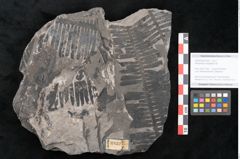 Foto (Objekt + Etikett) von Pterophyllum longifolium Br. (NHMW-GEO-2024-0188-10632)